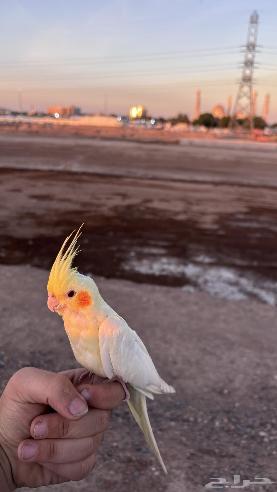 كروان ضايعه بمروج السجن64444795232514112