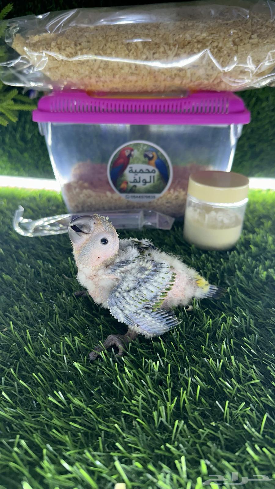 فروخ صن كنيور ( تم البيع )64445119746433113