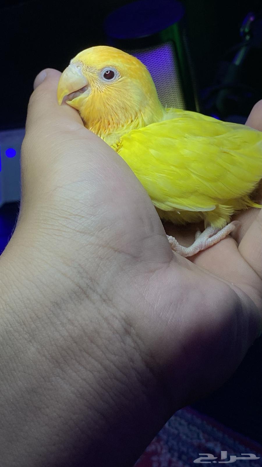 تم البيع64446523094403112