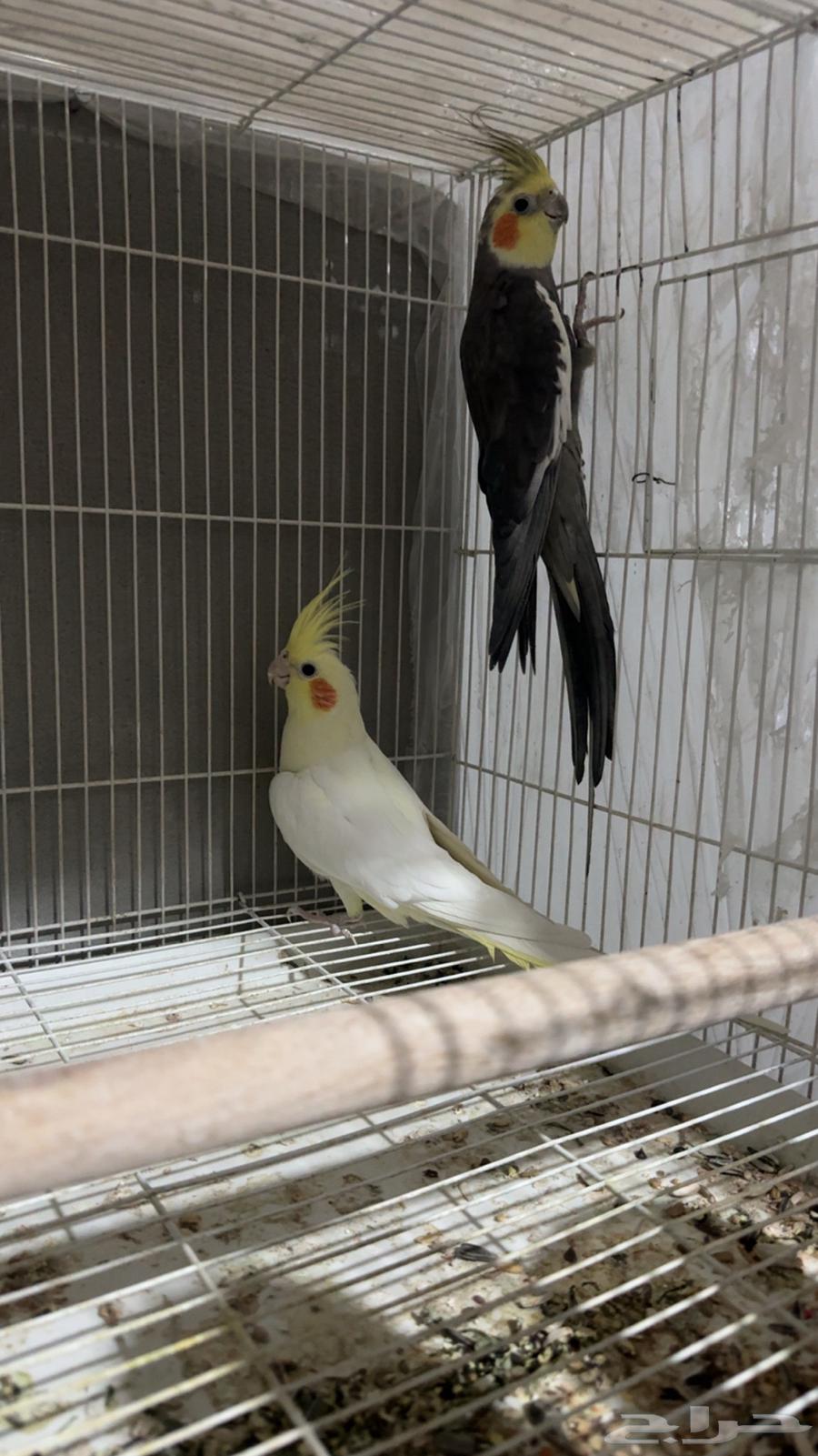 Crown ring with product condition (sold)64447069014273113