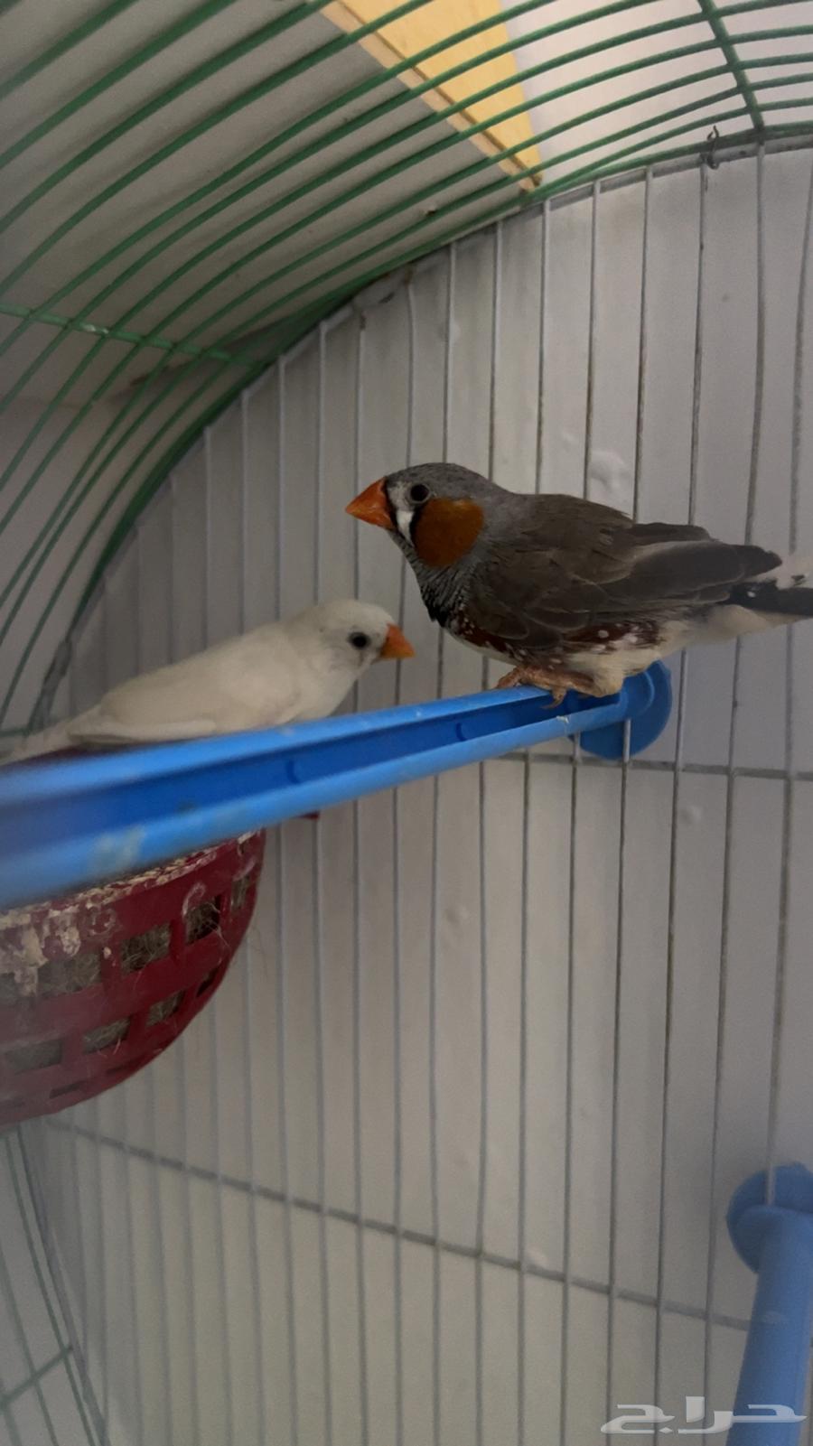 Zebra64444660762755110