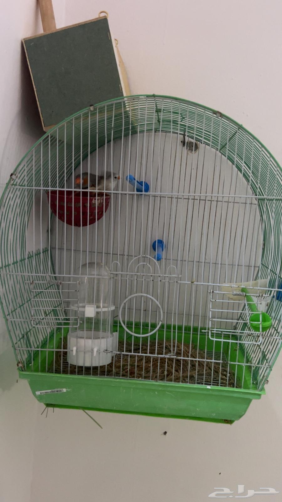 Zebra64444660762755112