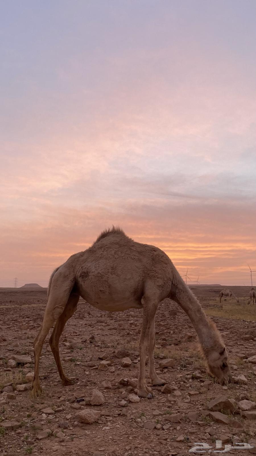 نياق للبيع64448288643201110