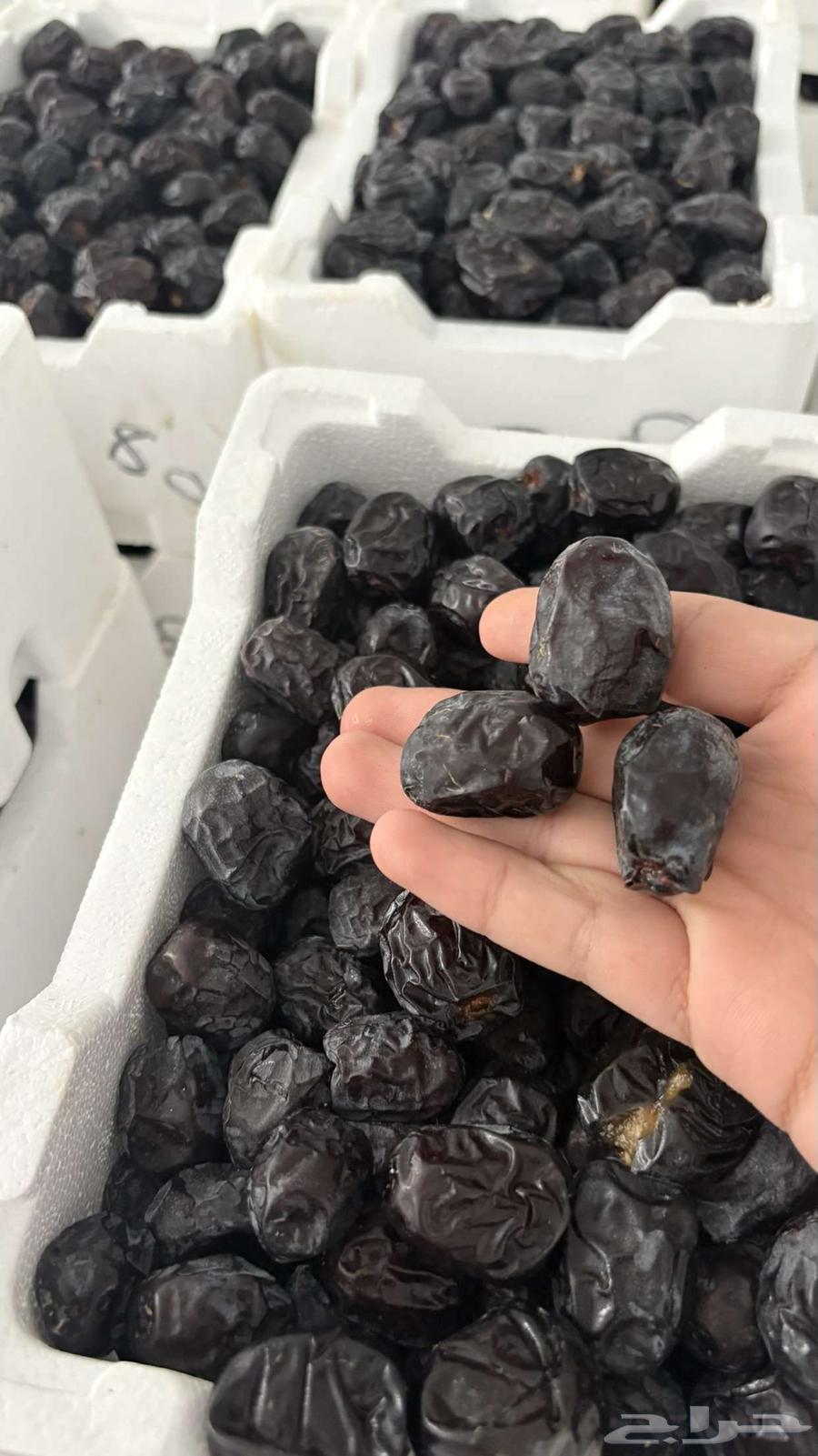 Ajwa Dates64446510097793113