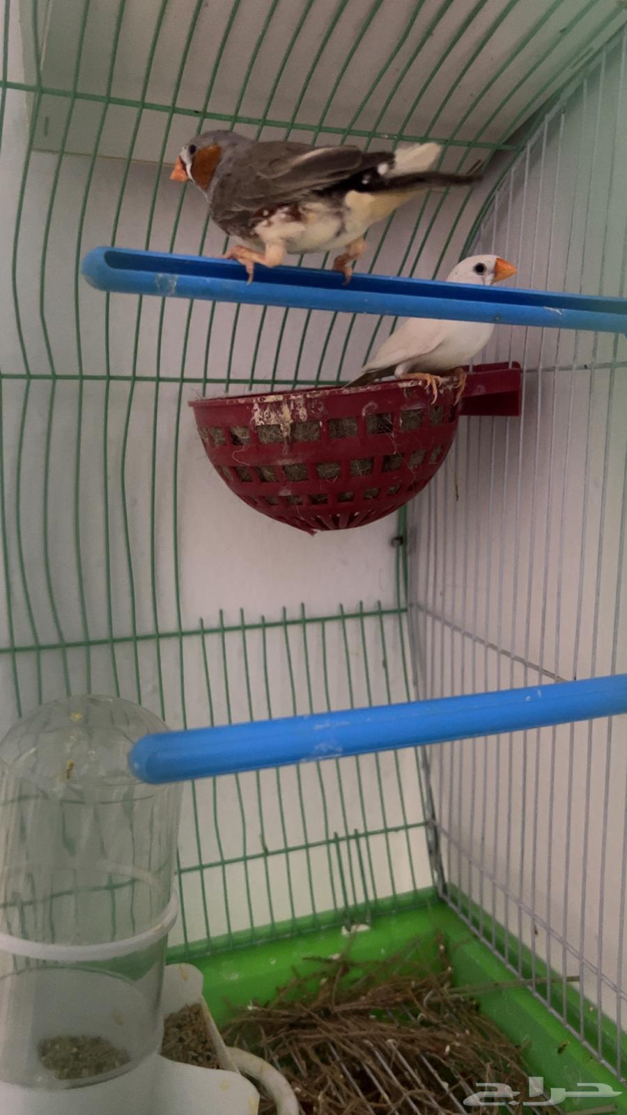 Zebra64444660762755111