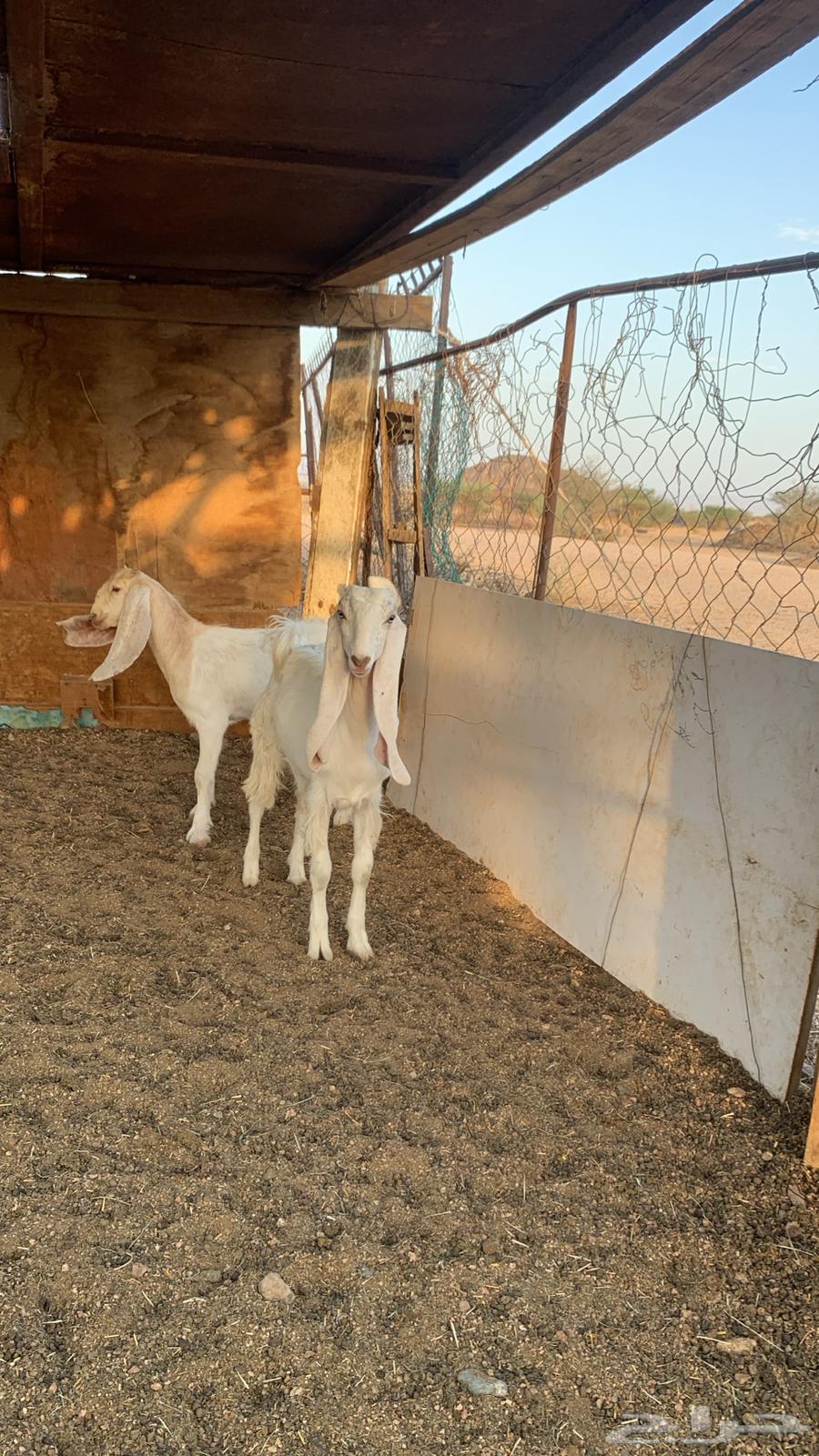 جمدتين للبيع كفو سعاره مناسب64447521324033110