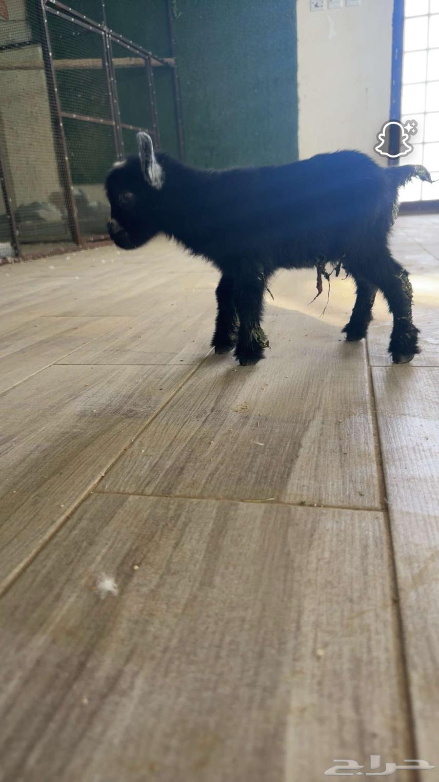 للبيع تيس عمره يومين يصلح فحل ويصلح لعب معرف64449489517569111