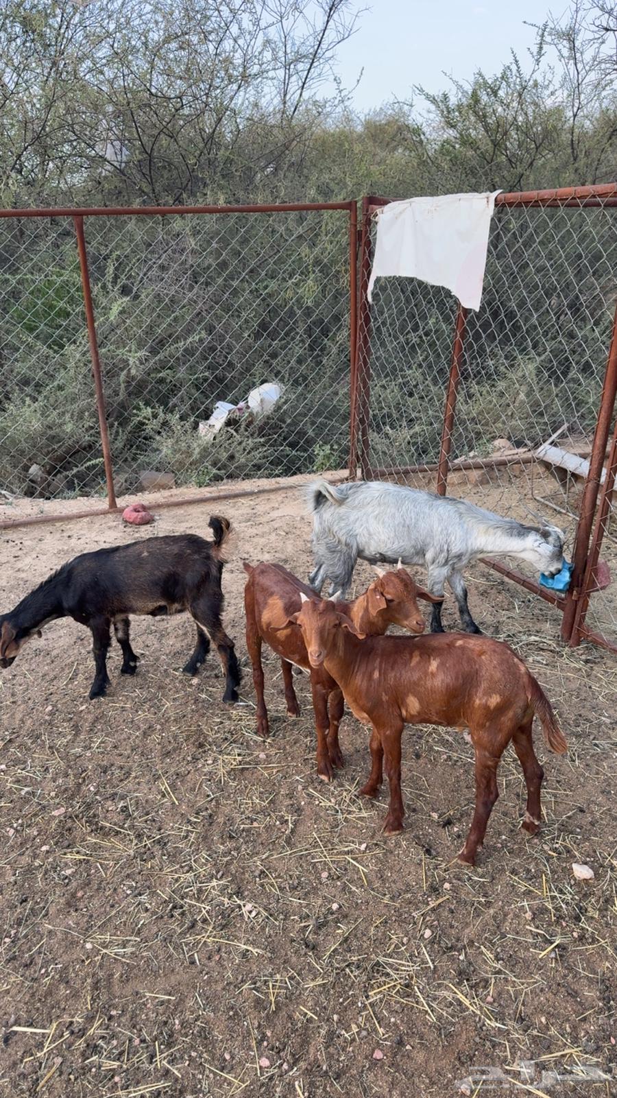 عرس تيوس ذبايح ( تم البيع )64449141002113110