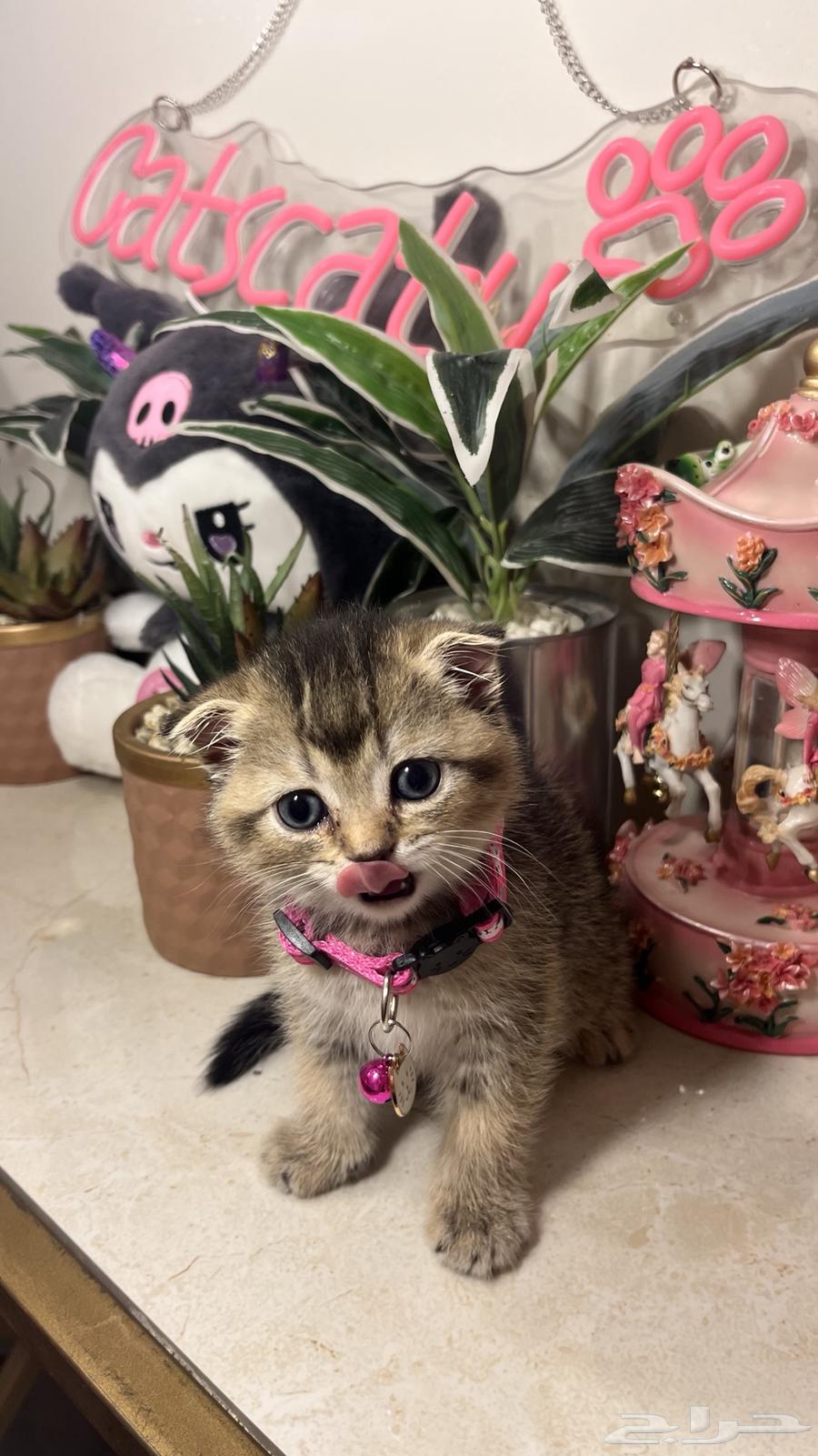 Female Scottish Fold (Tamara available) with all accessories64449543700611112