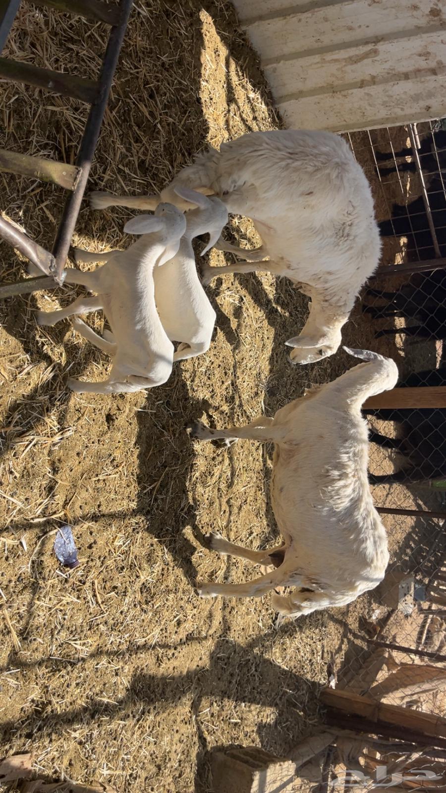 ضان حريات طيبات (تم البيع)64444998168833112