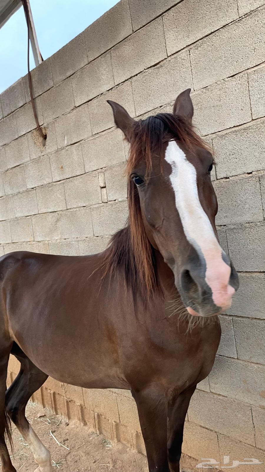 للبيع خيل النوع فرس دهماء ركوب وإنتاج64444727678083113