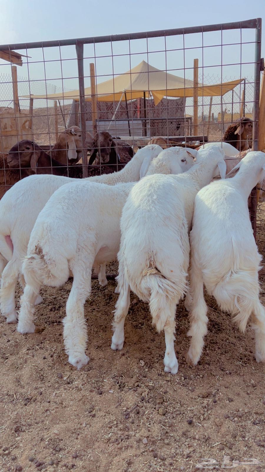 Fresh lamb, back and side with fat available for slaughter and delivery64445377788290111