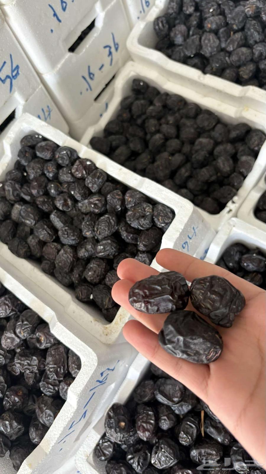 Ajwa Dates64446510097793110