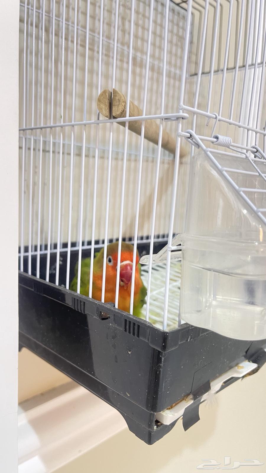 حيوان الليف   يجي مع القفص حقه   السعر 30064445025163138110