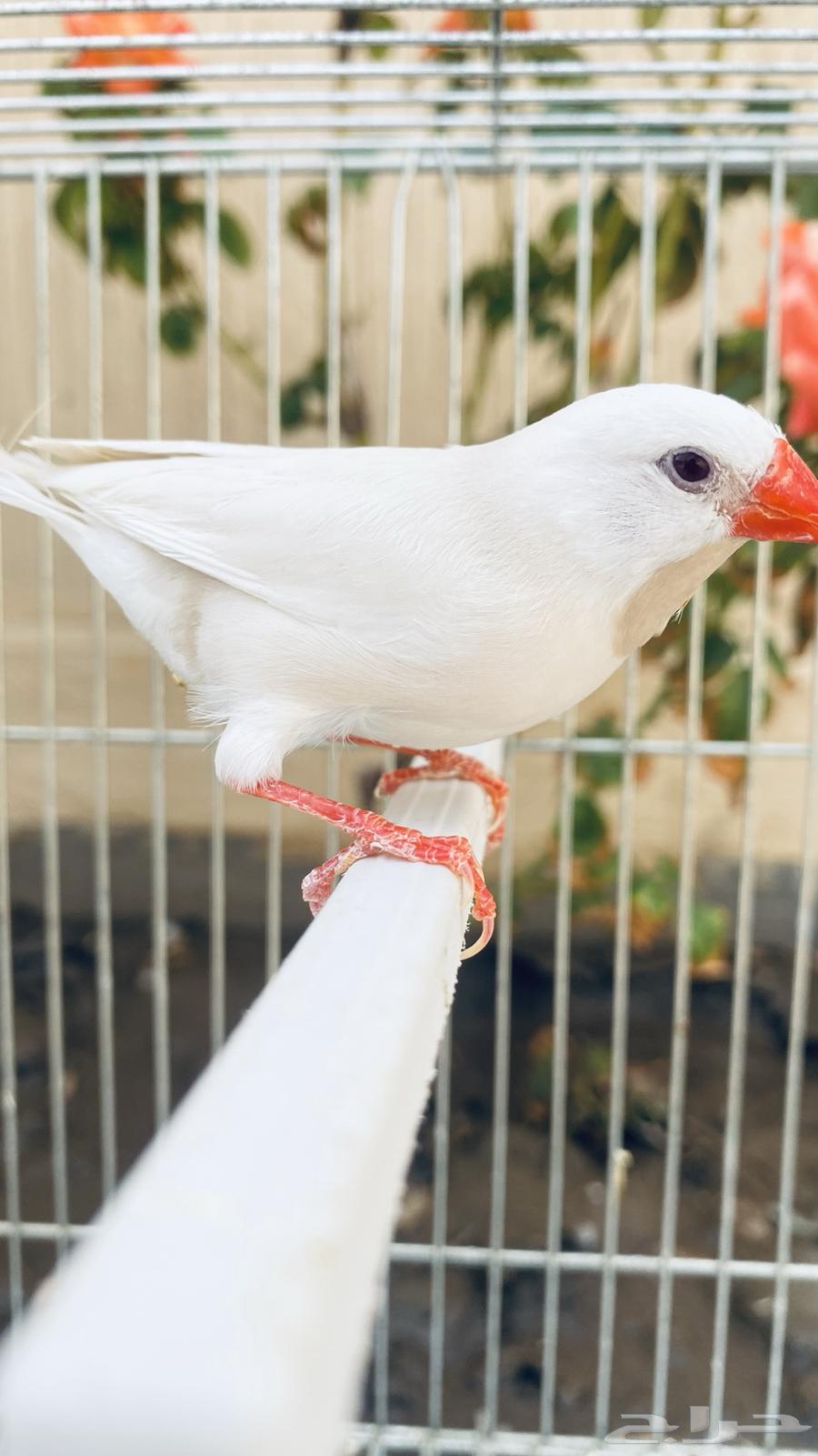 طيور الفنش نوادر64448954056065112