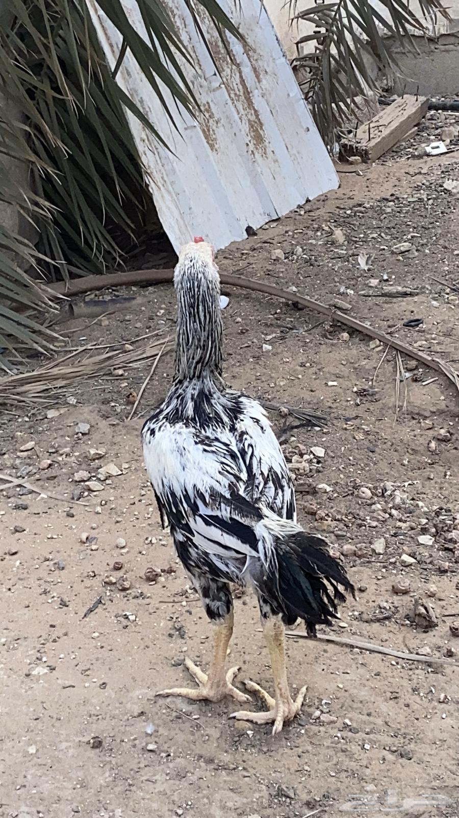 ديك فارسي للبيع64444998235393111