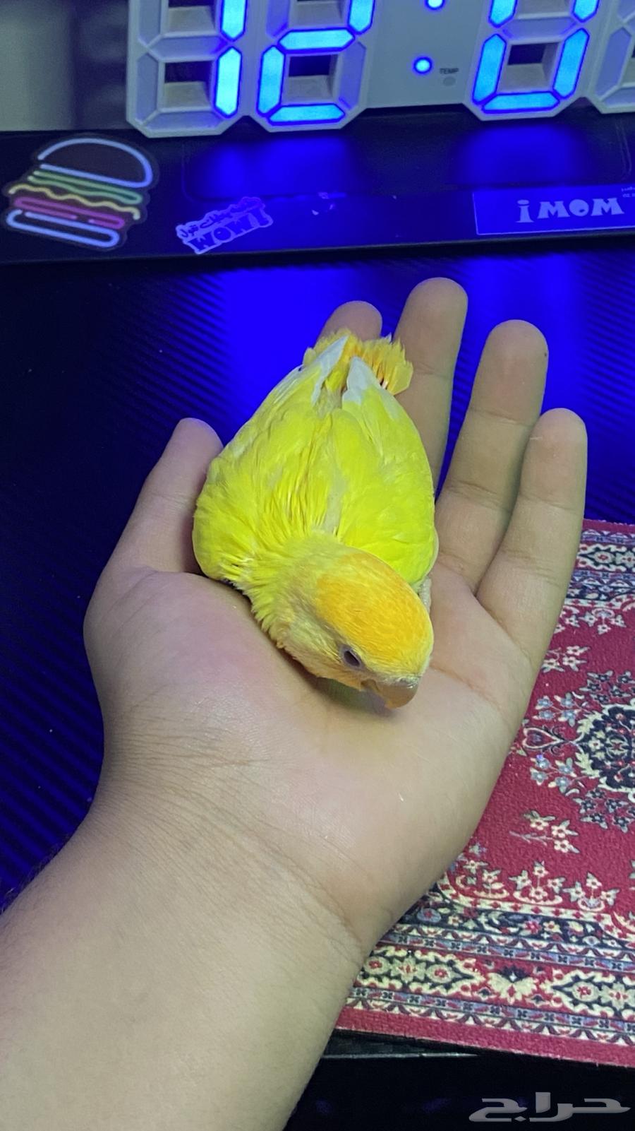 تم البيع64446523094403111