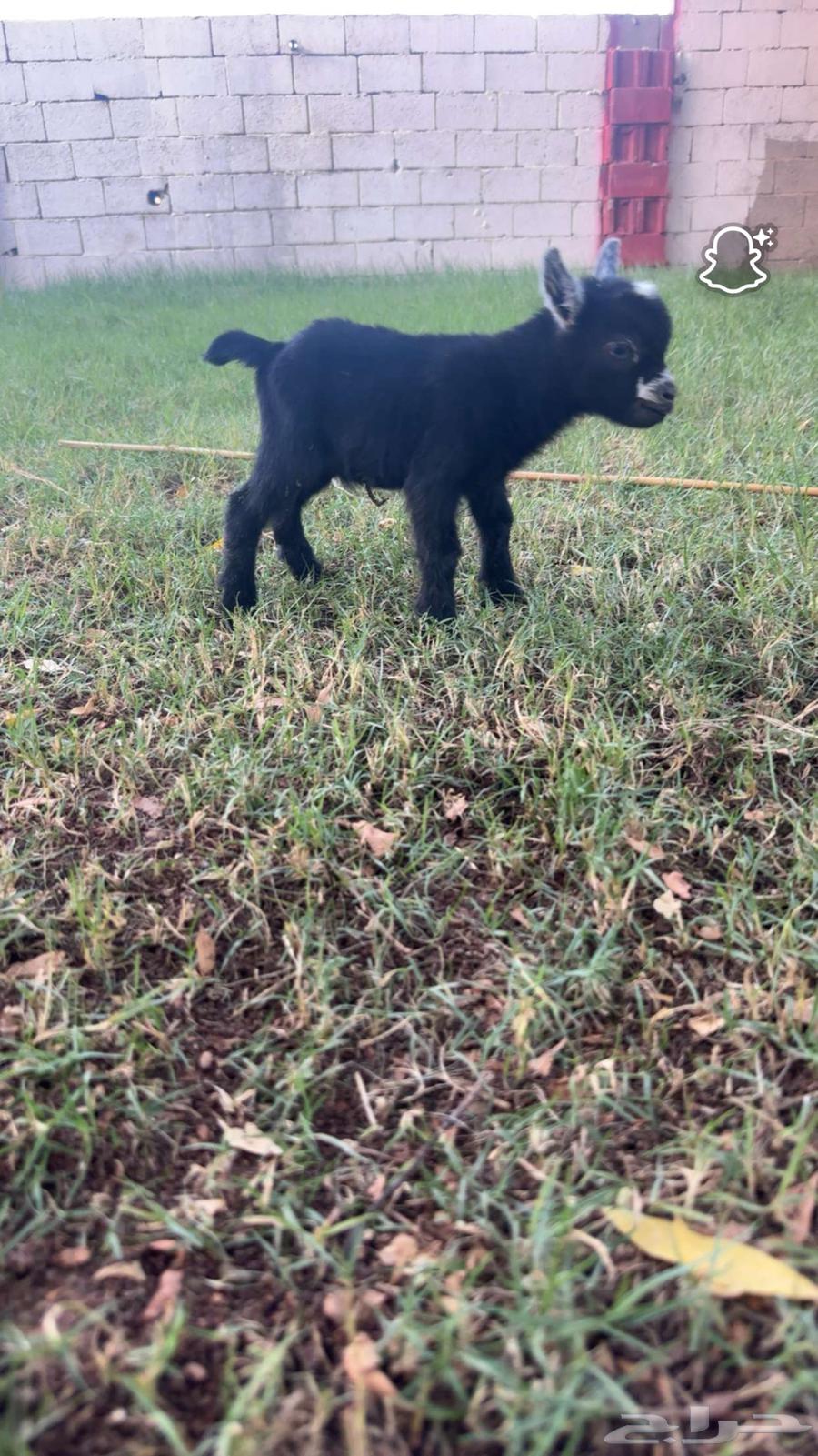 للبيع تيس عمره يومين يصلح فحل ويصلح لعب معرف64449489517569110