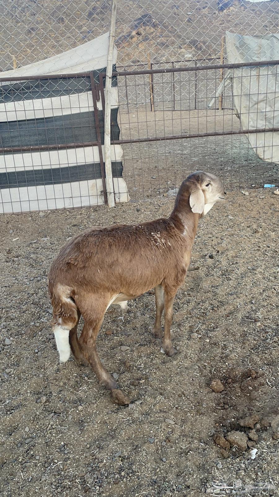 طلي ساكني(تم البيع)64443290845825110