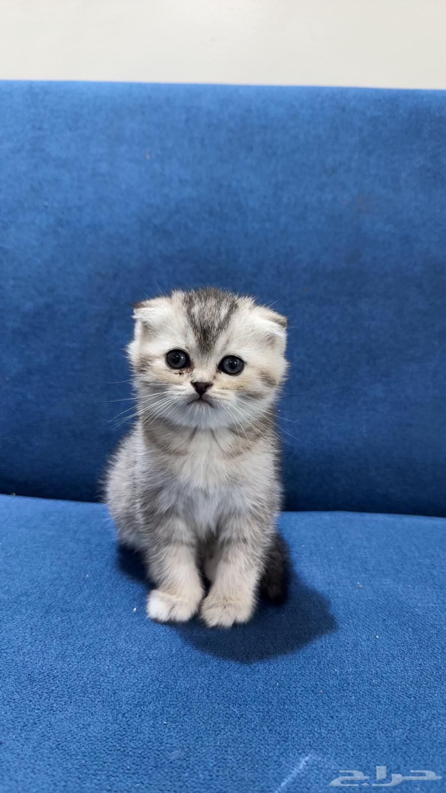 Scottish Fold64443439532163110