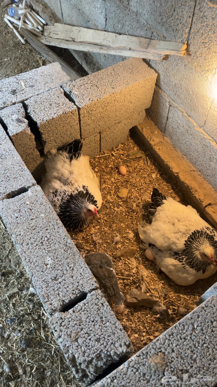 Pure-blooded Colombian Brahma Chicken Set64447785414530113