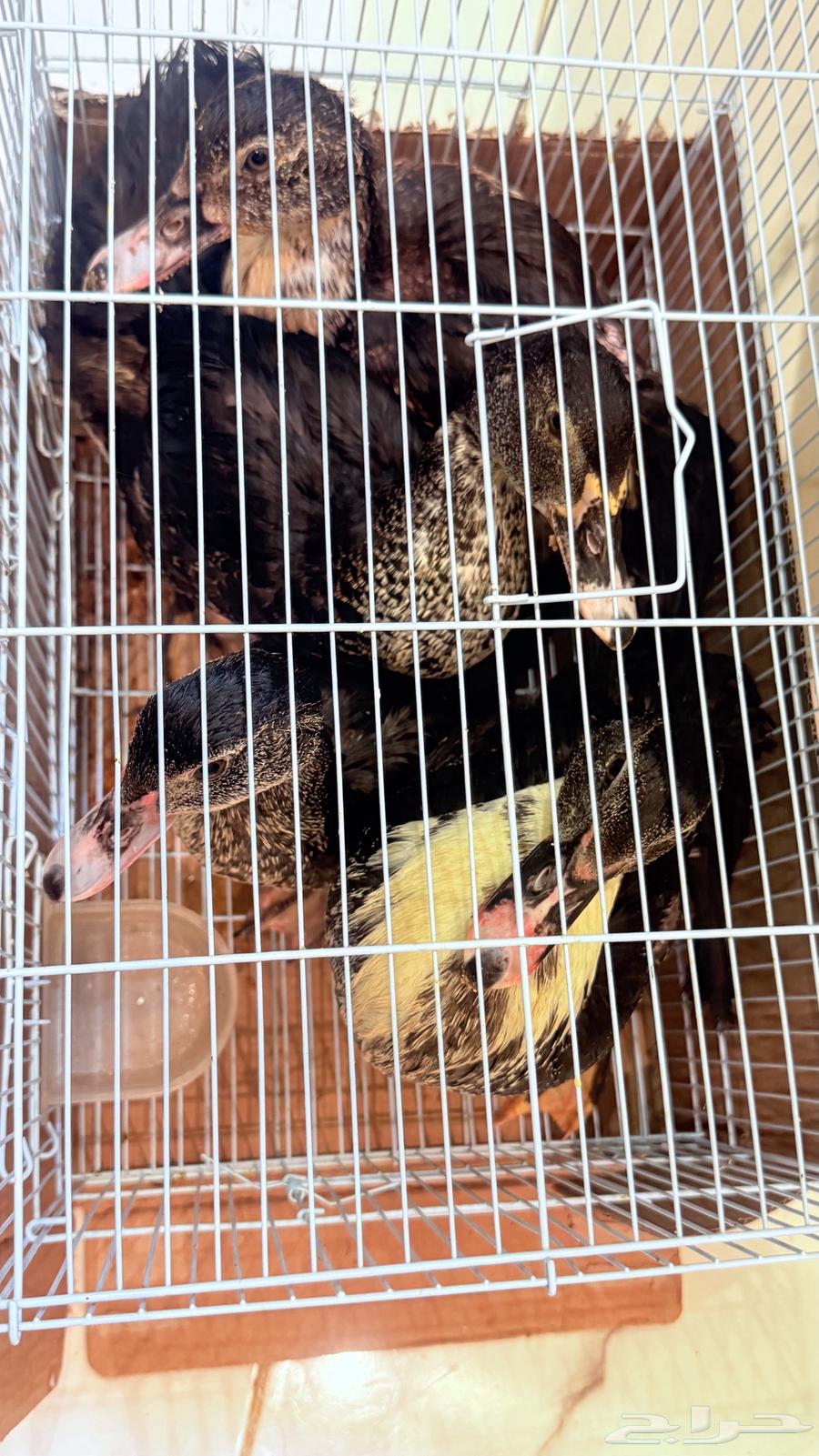 بط للبيع64442351101313112