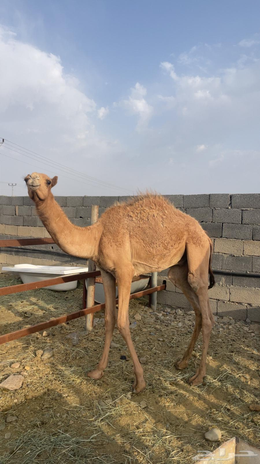 حشو مفاريد بريه( تم البيع )64443263453441111