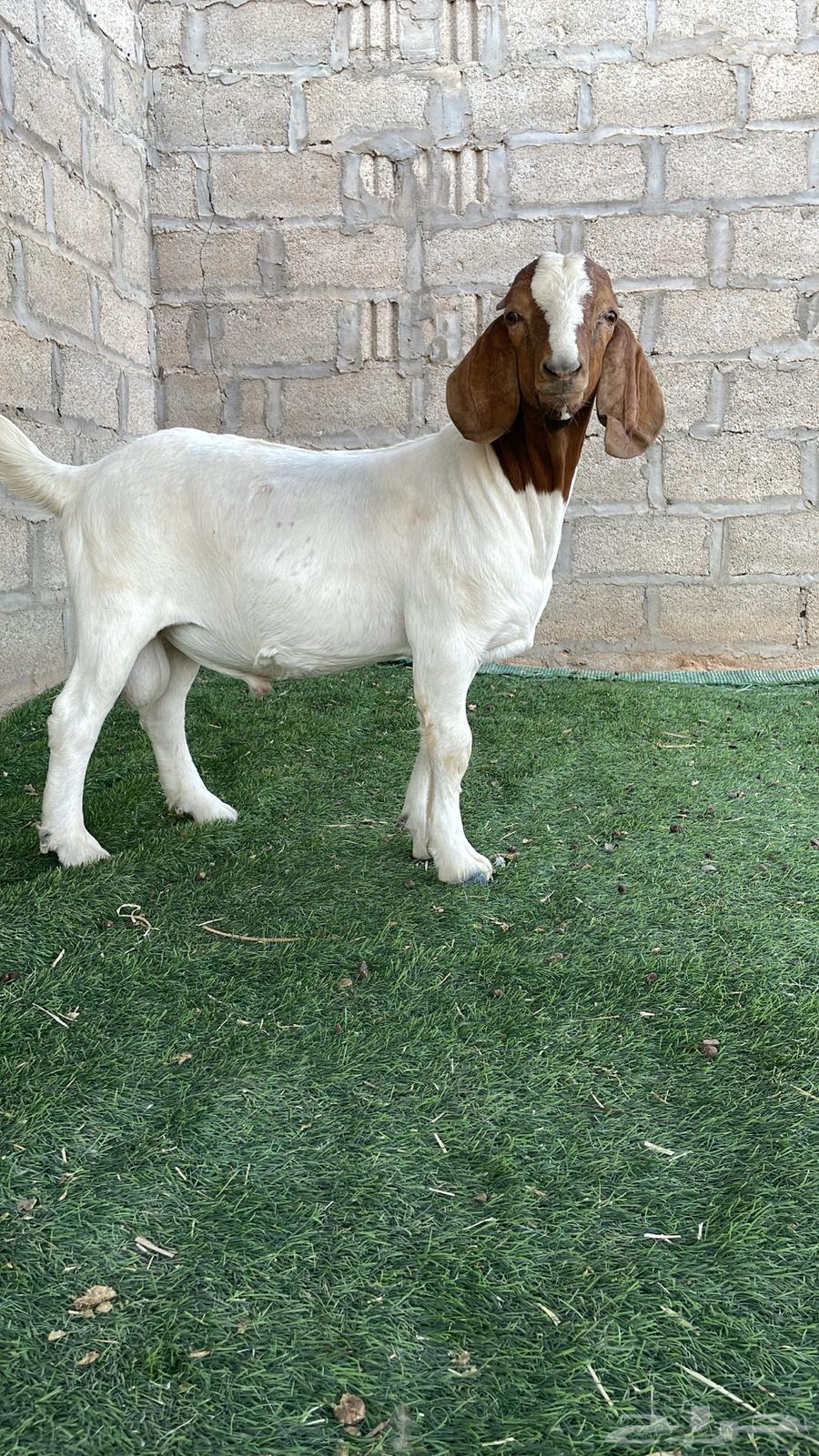 تيوس بورقوت بيور .64443493391746110