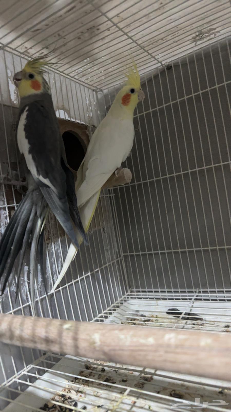 Crown ring with product condition (sold)64447069014273110