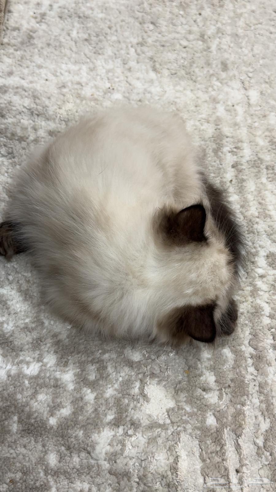 قطط هملايا64444338587778111