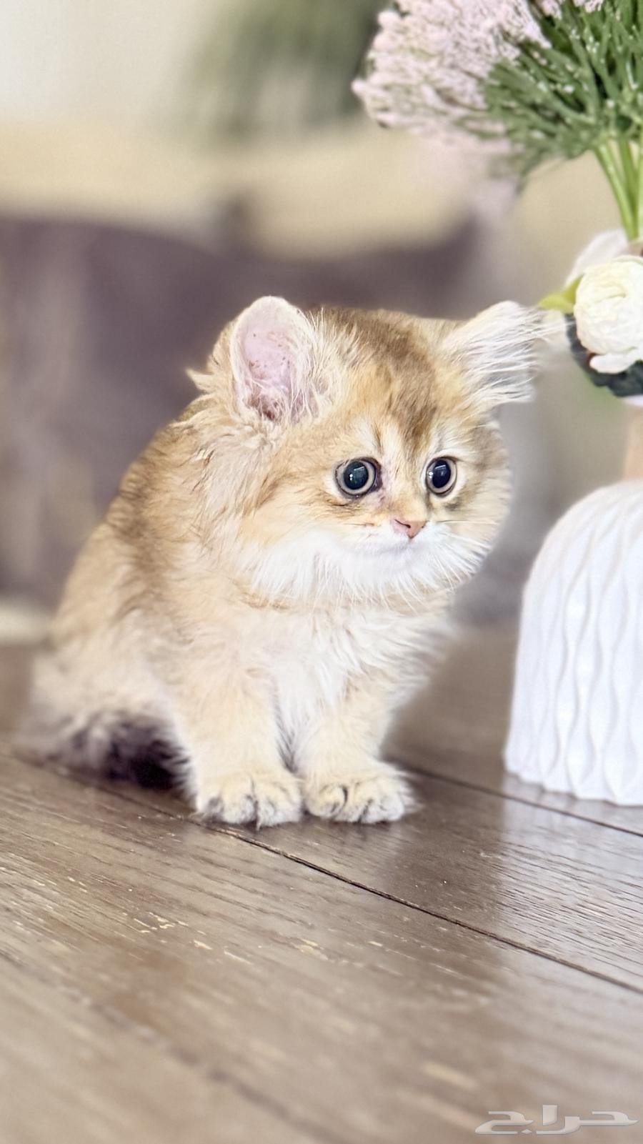 كتن سكوتش لونق هير64448940781827110