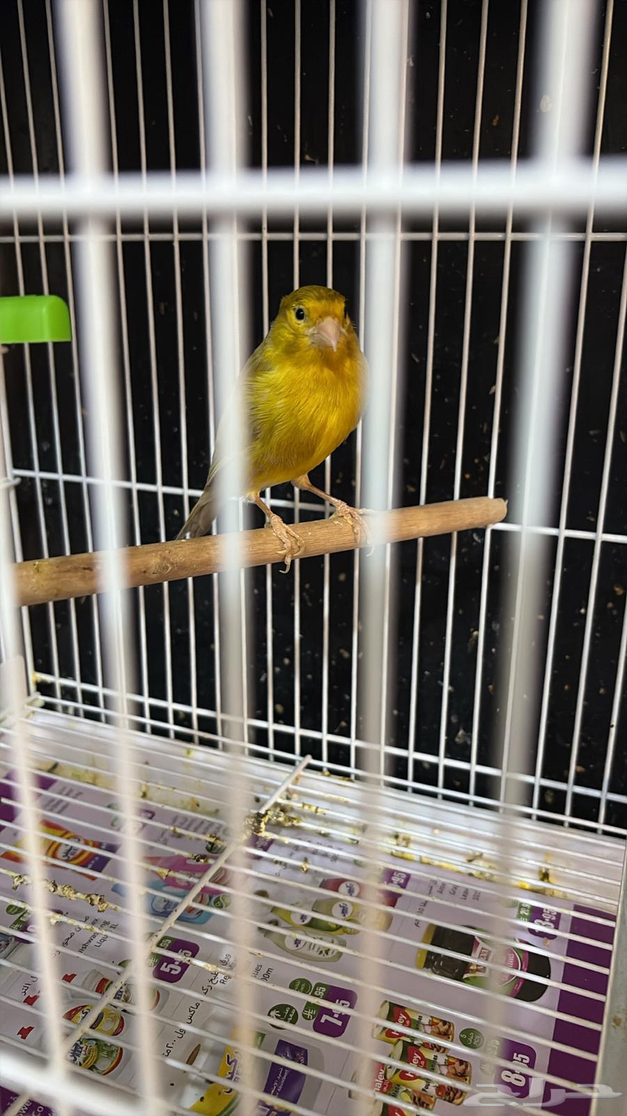 ذكر كناري جاهز (تم البيع)64446229997953111