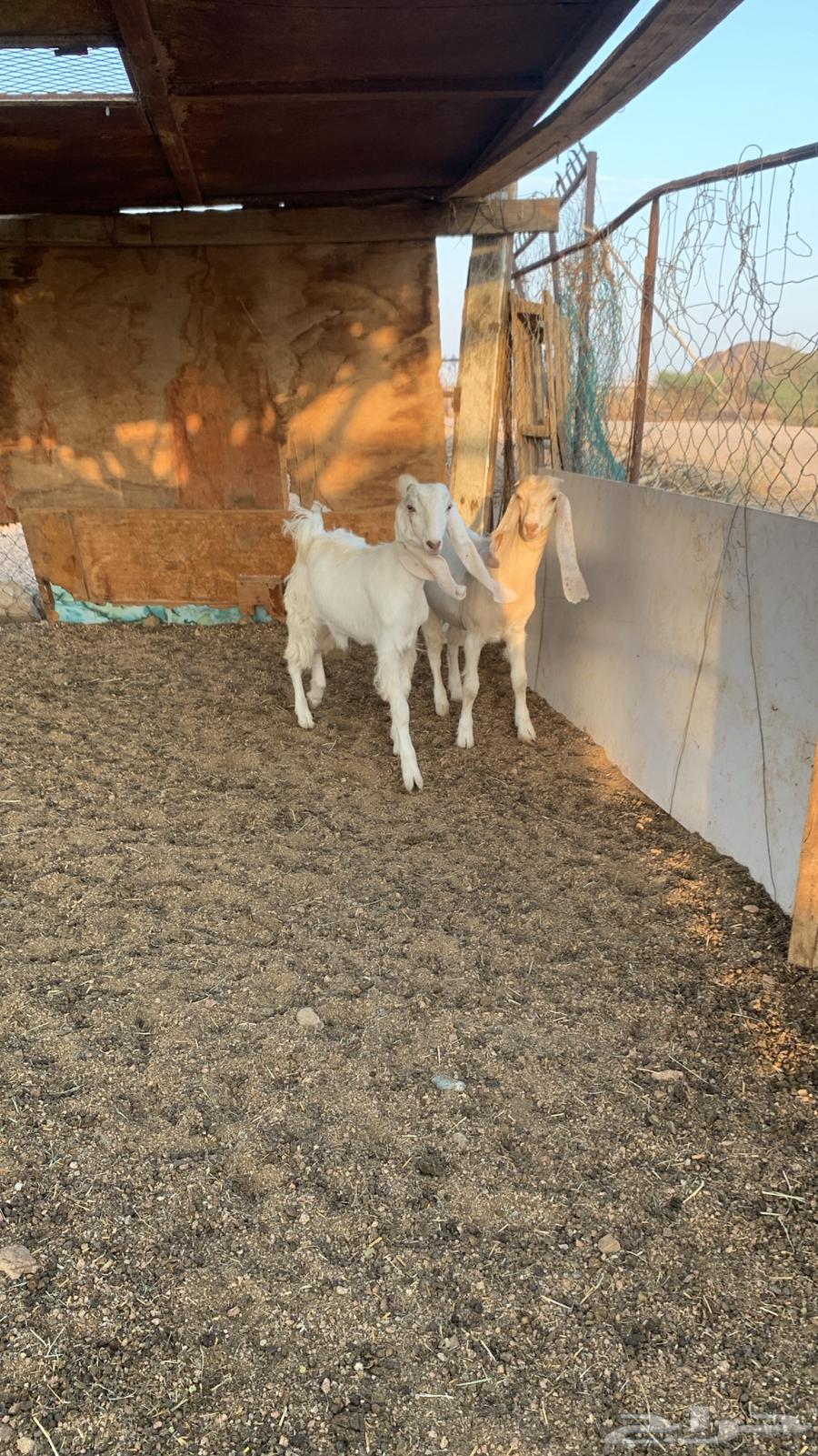 جمدتين للبيع كفو سعاره مناسب64447521324033111