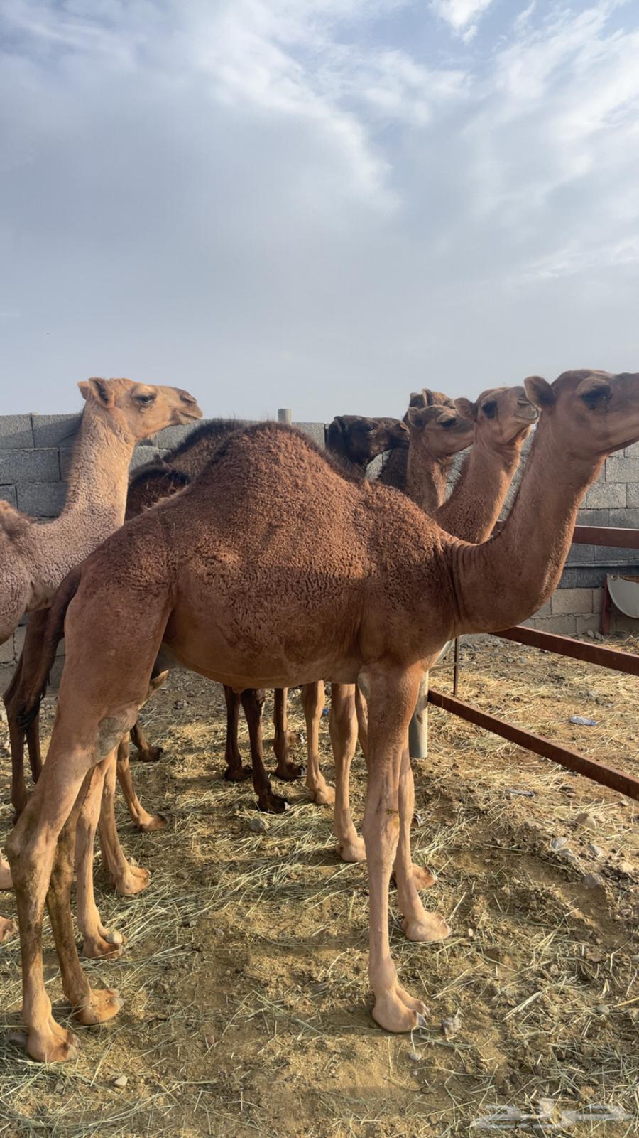 حشو مفاريد بريه( تم البيع )64443263453441114