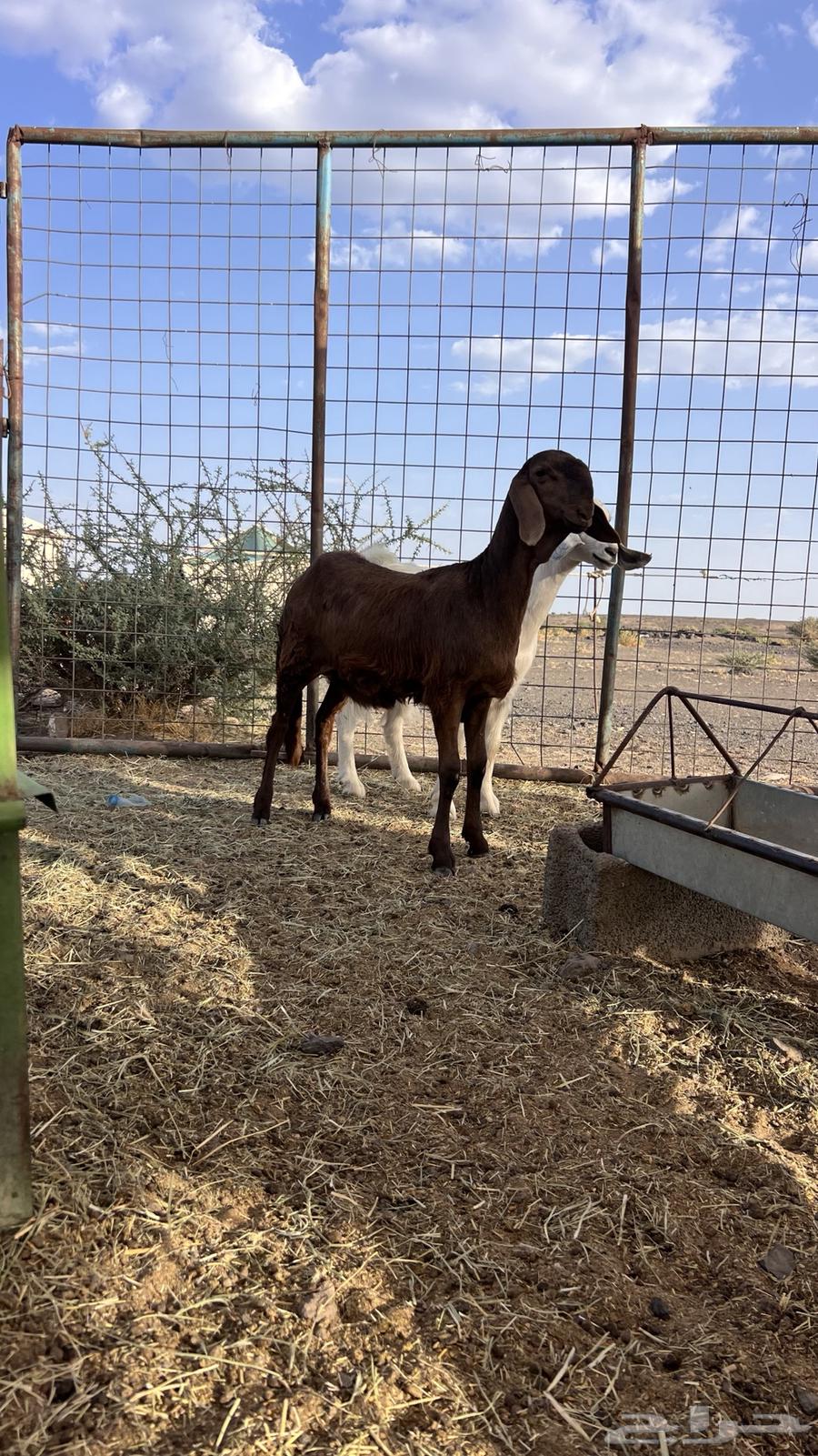 للبيع سواكنيه فاخره تم البيع64448553933697111