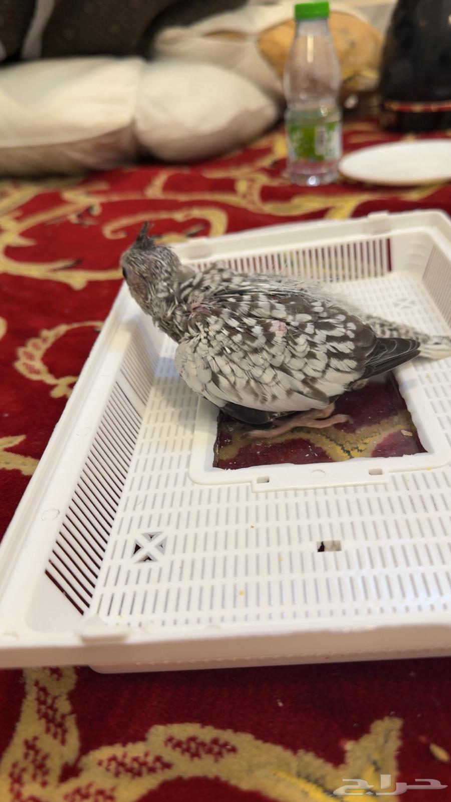 فروخ كروان هولندي ( تم البيع خارج الموقع )64444835915139110