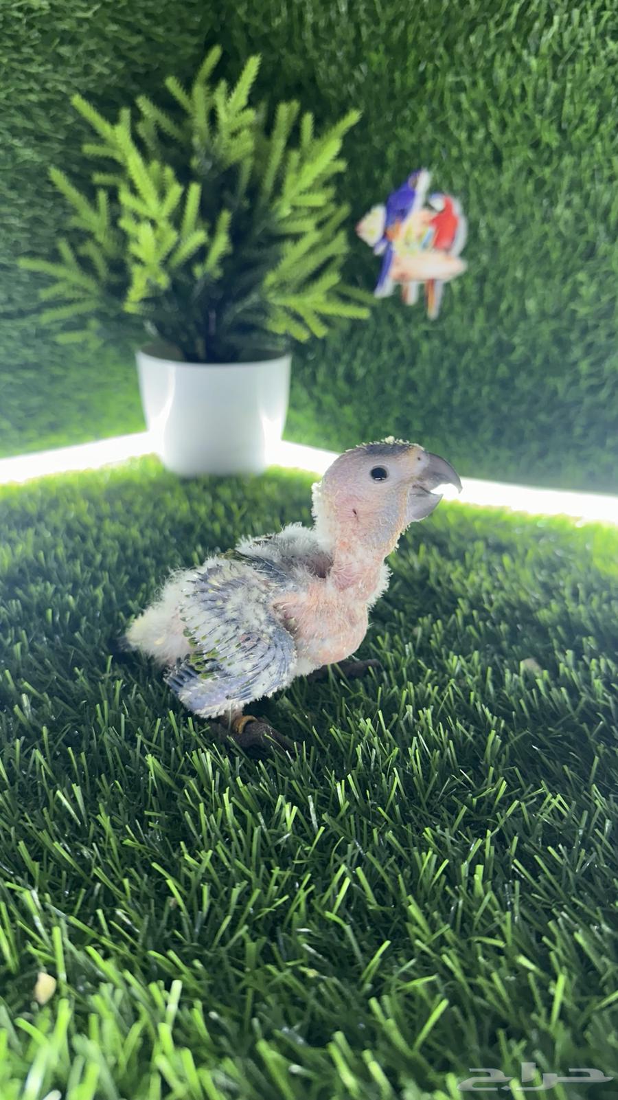 فروخ صن كنيور ( تم البيع )64445119746433111