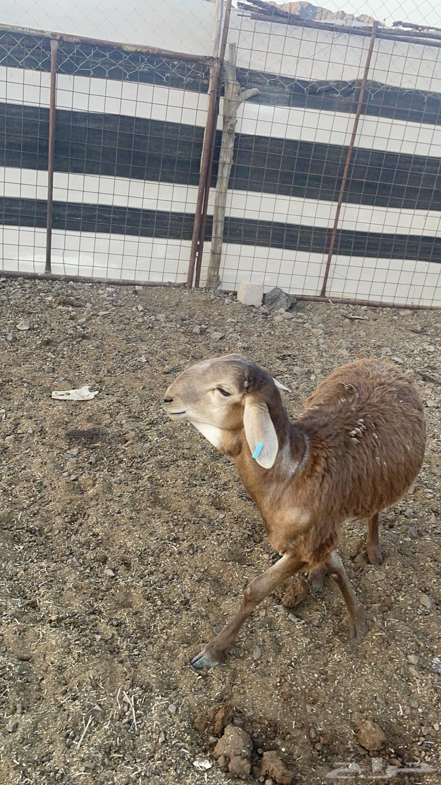 طلي ساكني(تم البيع)64443290845825112