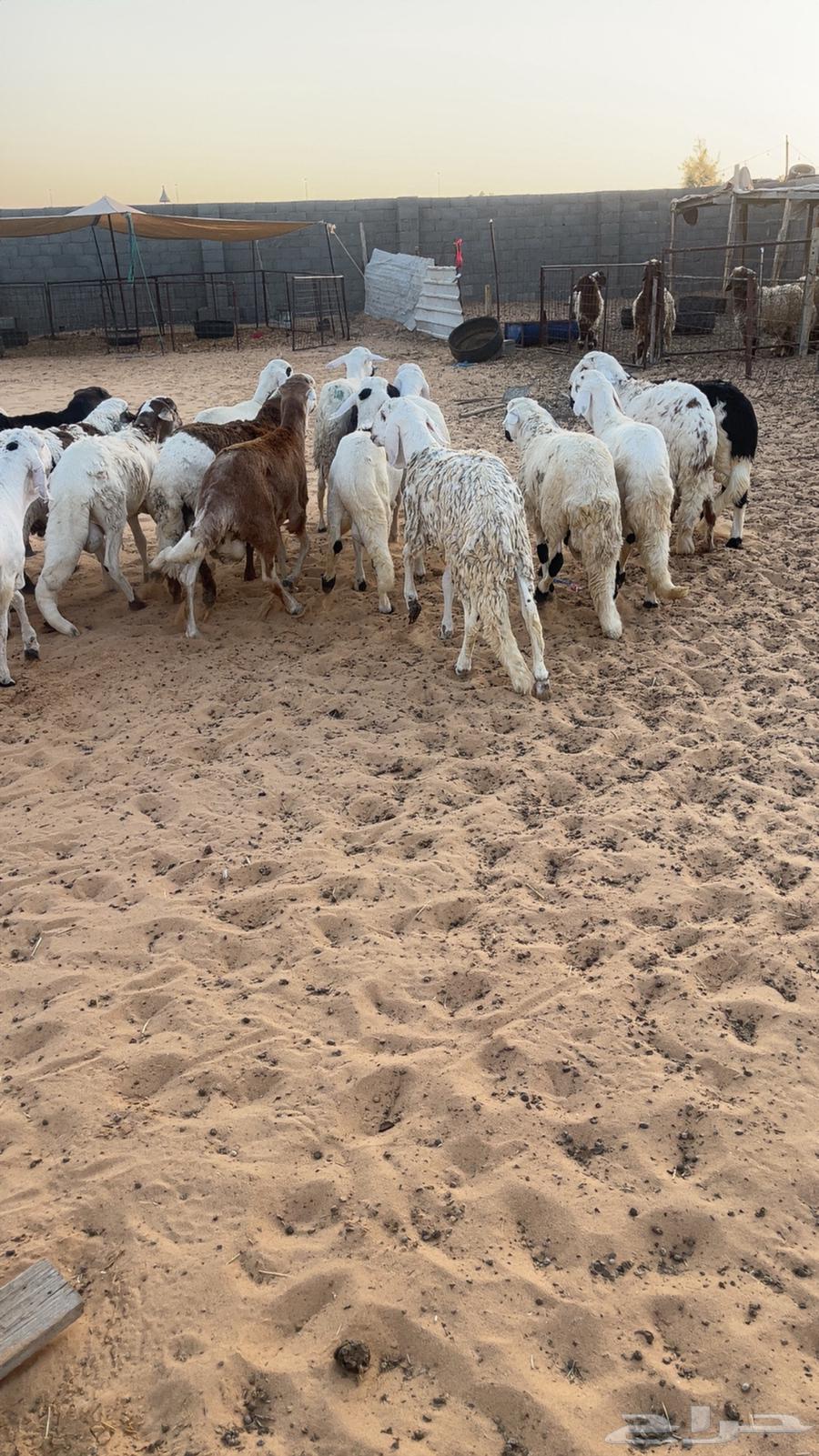 White Behm Suwak64447283135491112