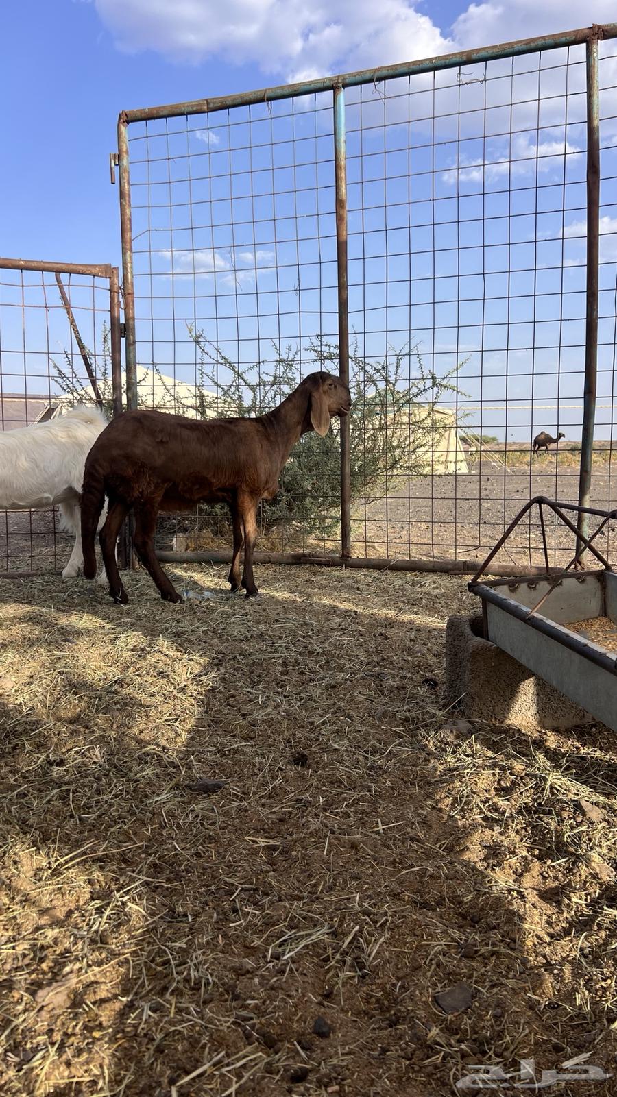 للبيع سواكنيه فاخره تم البيع64448553933697112