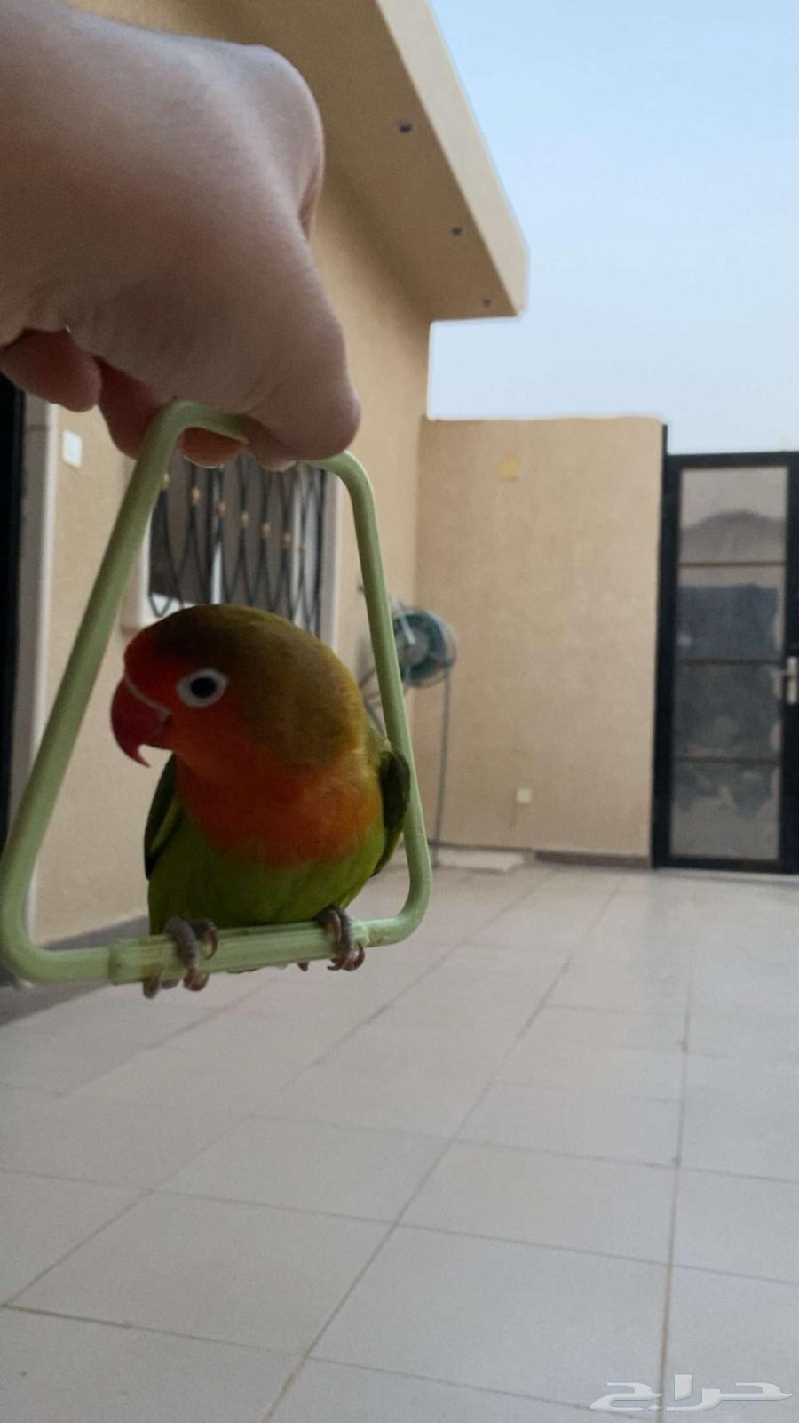 حيوان الليف   يجي مع القفص حقه   السعر 30064445025163138112