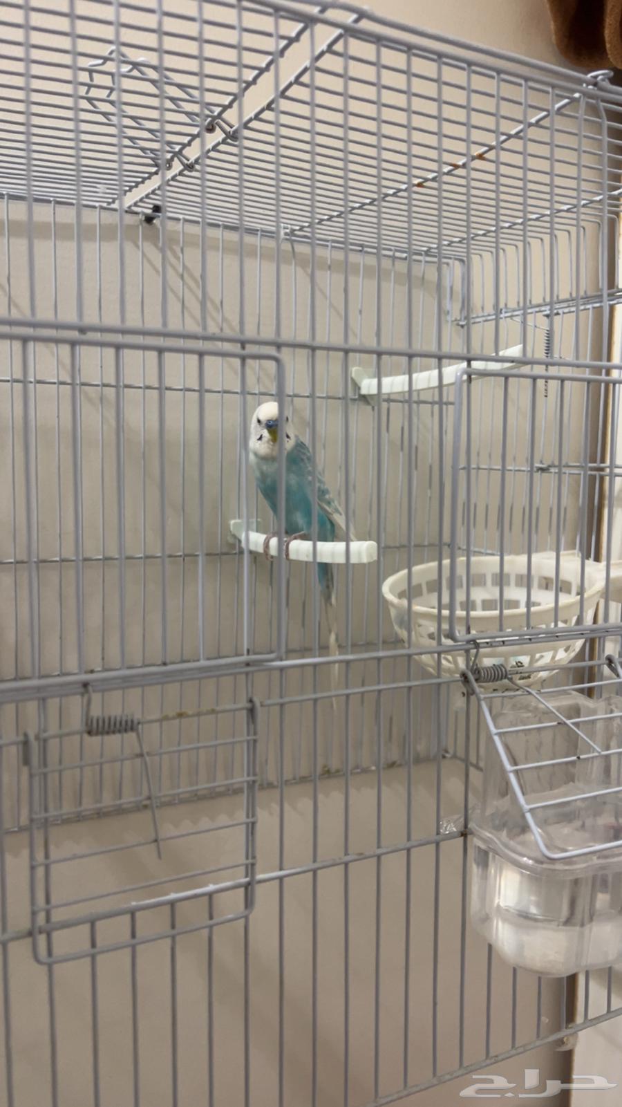 بادجي64447798624899110