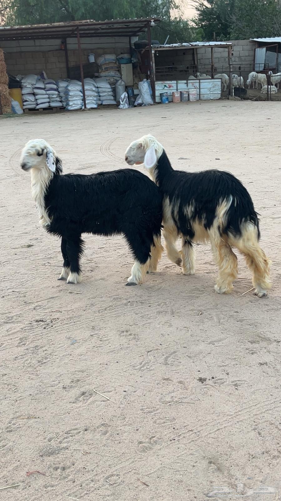 للبيع رخال نجد64448023832705110