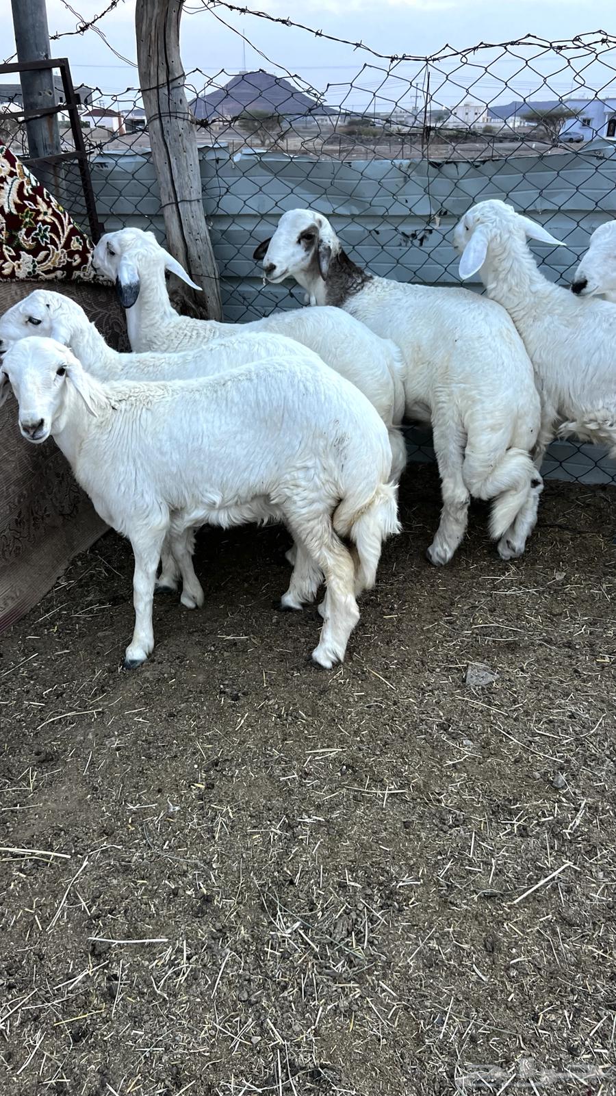 6طليان فيه رخل فل شحم وطراف ونظاف شرط (( تم البيع ))64447878012674112