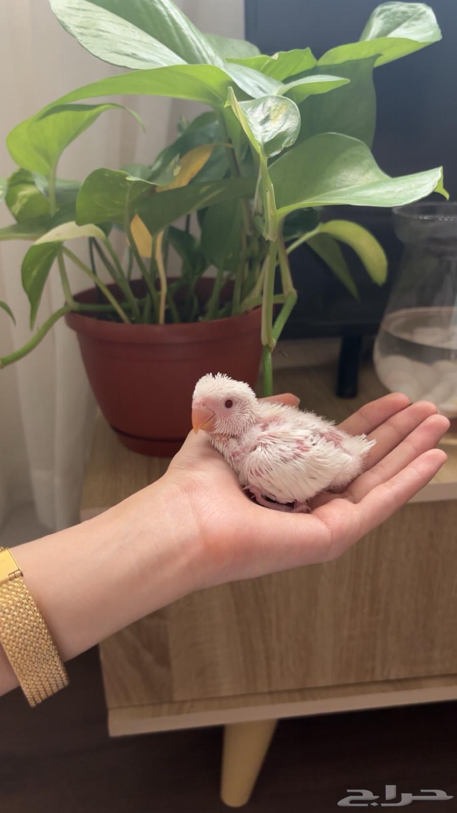 فرخ روز البينو64448275719683110