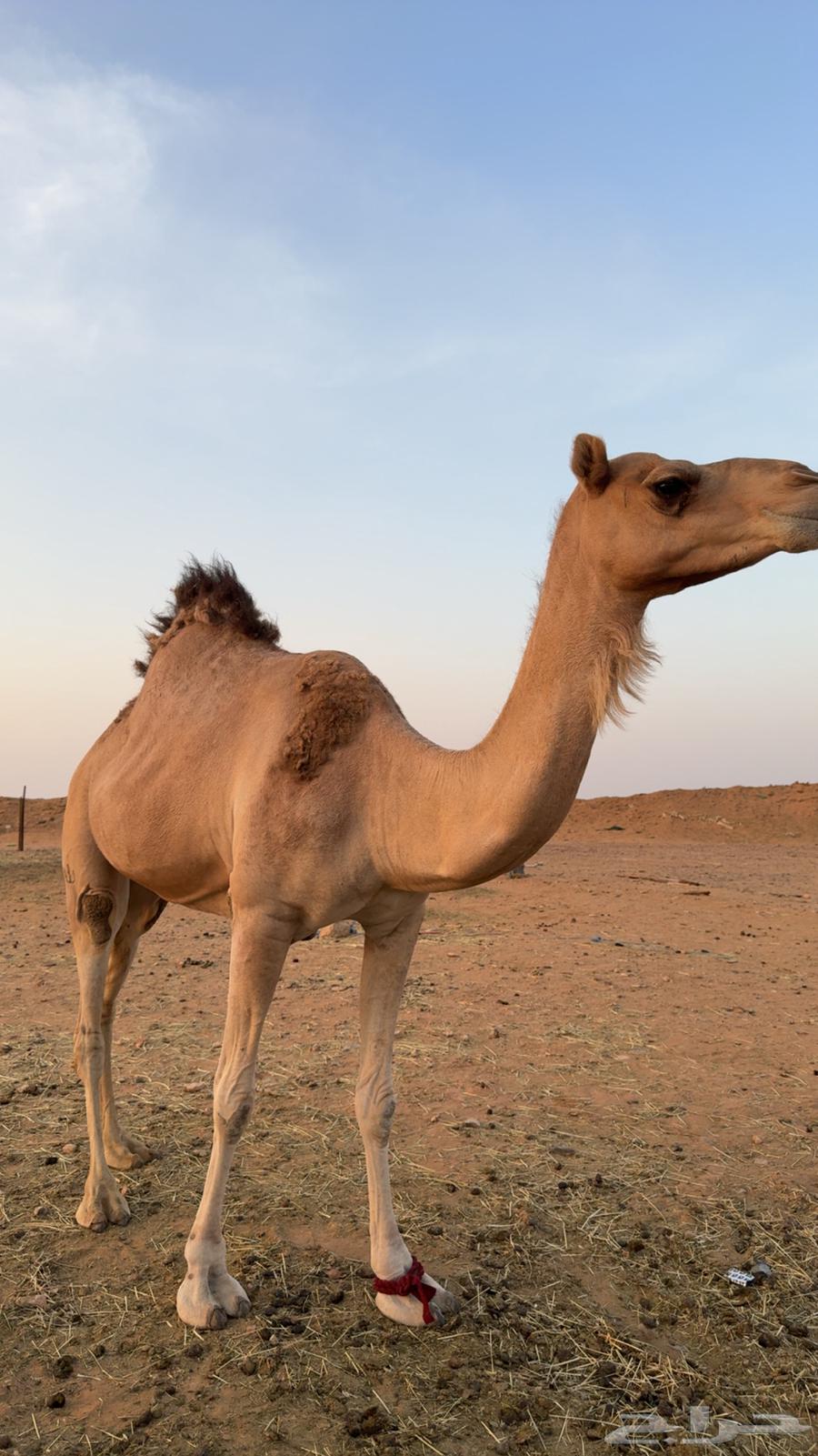 Camel for sale, contact us64448766798849110