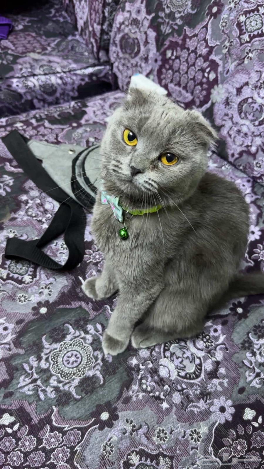 قط سكوتش فولد للبيع64448354686209114