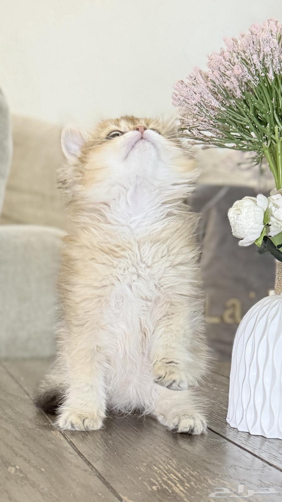 كتن سكوتش لونق هير64448940781827114