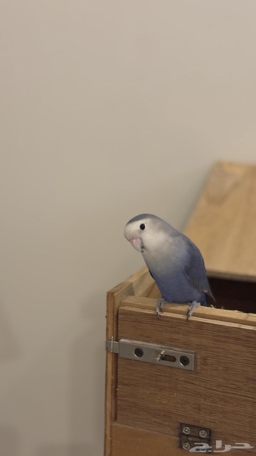 زوج روز ازرق منتج   تم البيع64446677078658110