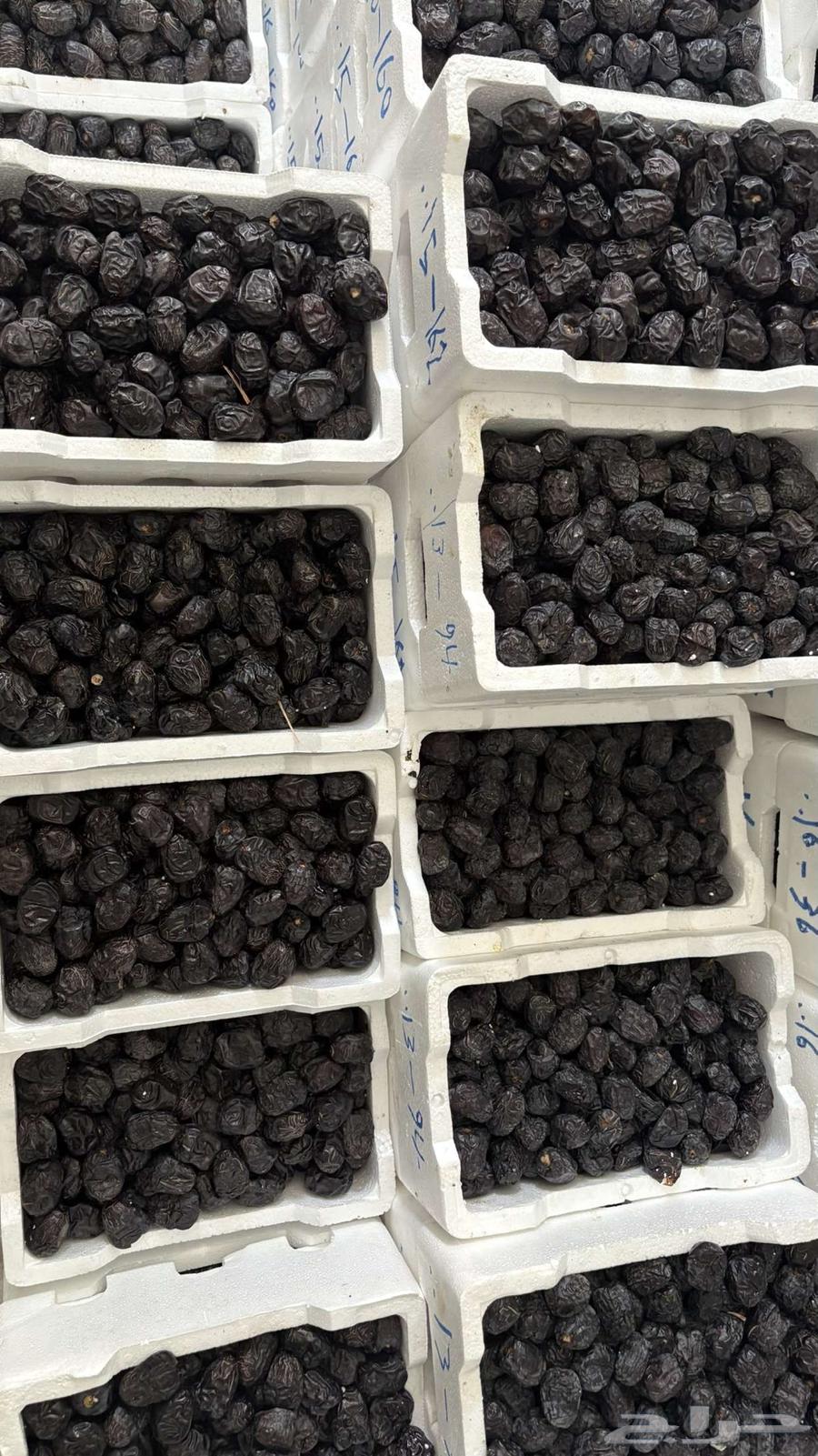 Ajwa Dates64446510097793111